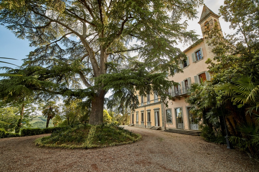 Cedar tree at the wedding hamlet in Tuscany