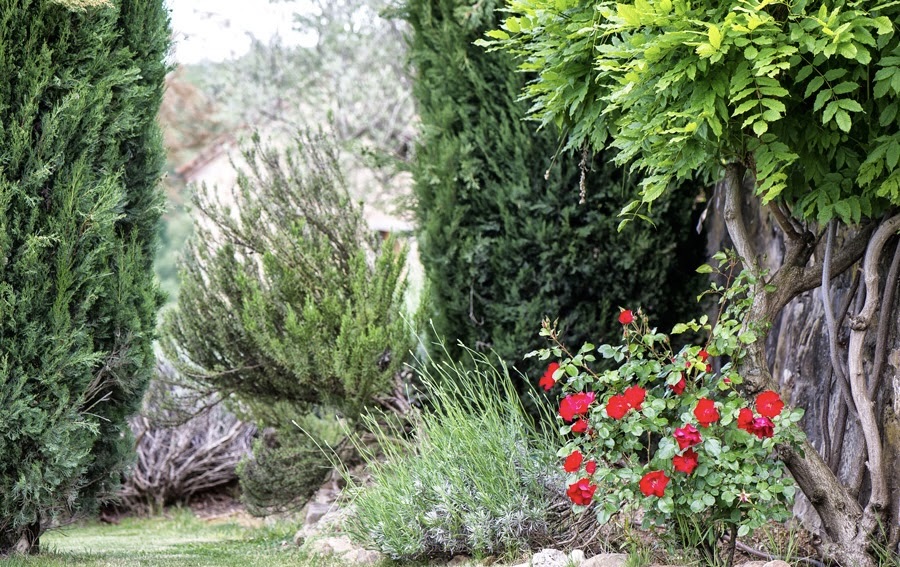 Garden flowers at wedding hamlet in Siena