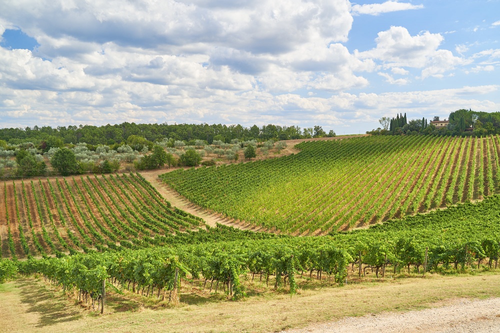 Vineyards at wedding farmhouse in Tuscany